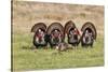 Wild Turkey (Meleagris Gallopavo) Males Strutting-Larry Ditto-Stretched Canvas