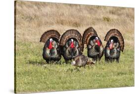 Wild Turkey (Meleagris Gallopavo) Males Strutting-Larry Ditto-Stretched Canvas