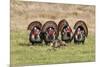 Wild Turkey (Meleagris Gallopavo) Males Strutting-Larry Ditto-Mounted Premium Photographic Print