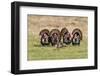 Wild Turkey (Meleagris Gallopavo) Males Strutting-Larry Ditto-Framed Photographic Print