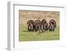 Wild Turkey (Meleagris Gallopavo) Males Strutting-Larry Ditto-Framed Photographic Print