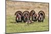 Wild Turkey (Meleagris Gallopavo) Males Strutting-Larry Ditto-Mounted Photographic Print