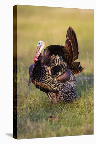Wild Turkey (Meleagris Gallopavo) Males Strutting-Larry Ditto-Stretched Canvas