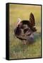 Wild Turkey (Meleagris Gallopavo) Males Strutting-Larry Ditto-Framed Stretched Canvas