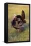 Wild Turkey (Meleagris Gallopavo) Males Strutting-Larry Ditto-Framed Stretched Canvas