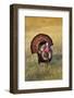 Wild Turkey (Meleagris Gallopavo) Males Strutting-Larry Ditto-Framed Photographic Print