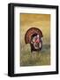 Wild Turkey (Meleagris Gallopavo) Males Strutting-Larry Ditto-Framed Photographic Print