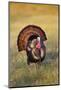 Wild Turkey (Meleagris Gallopavo) Males Strutting-Larry Ditto-Mounted Photographic Print