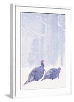 Wild Turkey (Meleagris gallopavo) two gobblers in snow storm, Ohio, USA-S & D & K Maslowski-Framed Photographic Print