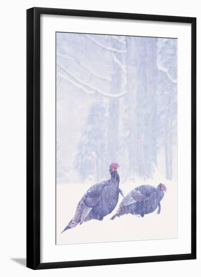 Wild Turkey (Meleagris gallopavo) two gobblers in snow storm, Ohio, USA-S & D & K Maslowski-Framed Photographic Print