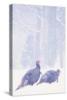 Wild Turkey (Meleagris gallopavo) two gobblers in snow storm, Ohio, USA-S & D & K Maslowski-Stretched Canvas
