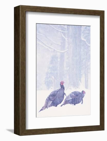 Wild Turkey (Meleagris gallopavo) two gobblers in snow storm, Ohio, USA-S & D & K Maslowski-Framed Photographic Print