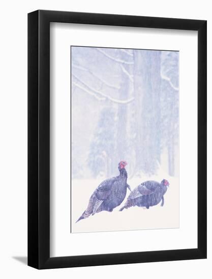 Wild Turkey (Meleagris gallopavo) two gobblers in snow storm, Ohio, USA-S & D & K Maslowski-Framed Photographic Print