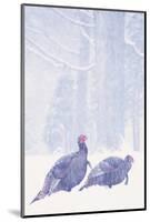 Wild Turkey (Meleagris gallopavo) two gobblers in snow storm, Ohio, USA-S & D & K Maslowski-Mounted Photographic Print