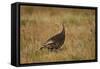 Wild Turkey (Meleagris Gallopavo)-James Hager-Framed Stretched Canvas