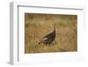 Wild Turkey (Meleagris Gallopavo)-James Hager-Framed Photographic Print