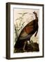 Wild Turkey, Meleagris Gallopavo-John James Audubon-Framed Giclee Print