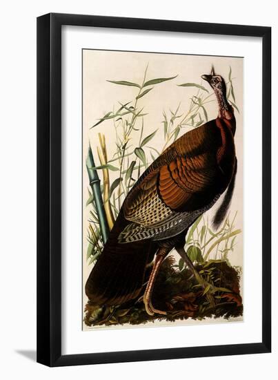 Wild Turkey, Meleagris Gallopavo-John James Audubon-Framed Giclee Print