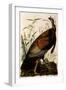 Wild Turkey, Meleagris Gallopavo-John James Audubon-Framed Giclee Print