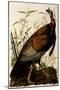 Wild Turkey, Meleagris Gallopavo-John James Audubon-Mounted Giclee Print