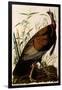 Wild Turkey, Meleagris Gallopavo-John James Audubon-Framed Giclee Print