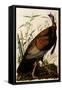 Wild Turkey, Meleagris Gallopavo-John James Audubon-Framed Stretched Canvas