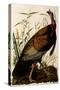 Wild Turkey, Meleagris Gallopavo-John James Audubon-Stretched Canvas