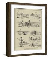 Wild Turkey Shooting in New South Wales-null-Framed Giclee Print