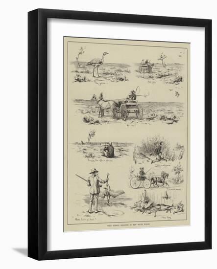 Wild Turkey Shooting in New South Wales-null-Framed Giclee Print