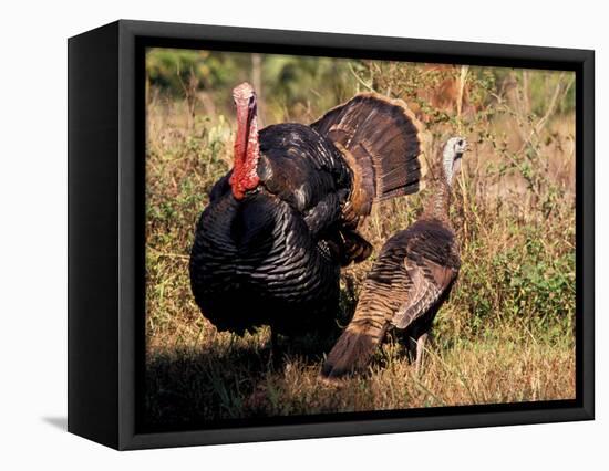 Wild Turkey Tom and Hen-Art Wolfe-Framed Stretched Canvas