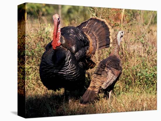 Wild Turkey Tom and Hen-Art Wolfe-Stretched Canvas