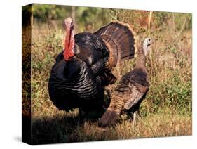 Wild Turkey Tom and Hen-Art Wolfe-Stretched Canvas