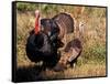 Wild Turkey Tom and Hen-Art Wolfe-Framed Stretched Canvas