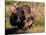 Wild Turkey Tom and Hen-Art Wolfe-Stretched Canvas