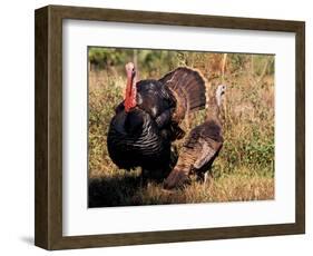 Wild Turkey Tom and Hen-Art Wolfe-Framed Photographic Print