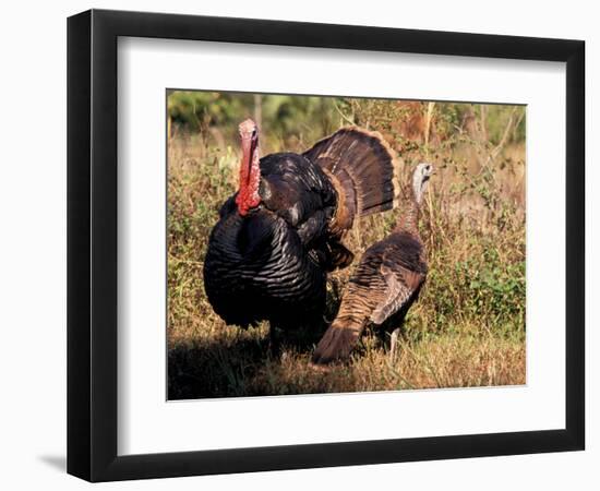 Wild Turkey Tom and Hen-Art Wolfe-Framed Photographic Print