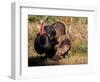 Wild Turkey Tom and Hen-Art Wolfe-Framed Photographic Print