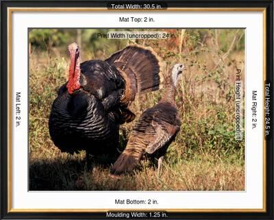 wild turkey tom and hen photographic print art wolfe allposters com