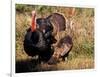 Wild Turkey Tom and Hen-Art Wolfe-Framed Photographic Print