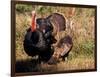 Wild Turkey Tom and Hen-Art Wolfe-Framed Photographic Print