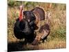 Wild Turkey Tom and Hen-Art Wolfe-Mounted Photographic Print