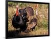 Wild Turkey Tom and Hen-Art Wolfe-Framed Photographic Print