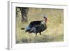 Wild Turkey Tom in Spring Breeding Plumage in Arizona Highlands-Richard Wright-Framed Photographic Print