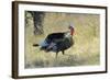 Wild Turkey Tom in Spring Breeding Plumage in Arizona Highlands-Richard Wright-Framed Photographic Print