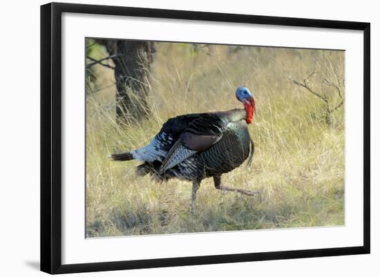 Wild Turkey Tom in Spring Breeding Plumage in Arizona Highlands-Richard Wright-Framed Photographic Print