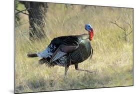 Wild Turkey Tom in Spring Breeding Plumage in Arizona Highlands-Richard Wright-Mounted Photographic Print