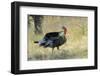 Wild Turkey Tom in Spring Breeding Plumage in Arizona Highlands-Richard Wright-Framed Photographic Print