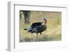 Wild Turkey Tom in Spring Breeding Plumage in Arizona Highlands-Richard Wright-Framed Photographic Print