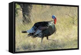 Wild Turkey Tom in Spring Breeding Plumage in Arizona Highlands-Richard Wright-Framed Stretched Canvas