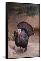 Wild Turkey-DLILLC-Framed Stretched Canvas